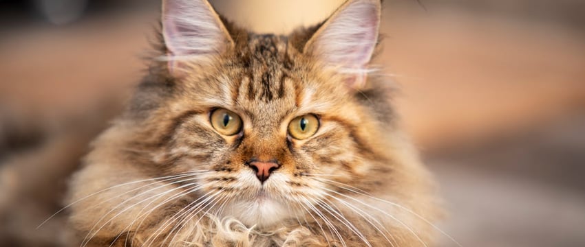 В МВД рассказали, как мошенники чаще всего обманывают белорусов