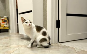 В Гомеле кто-то калечит и убивает котов