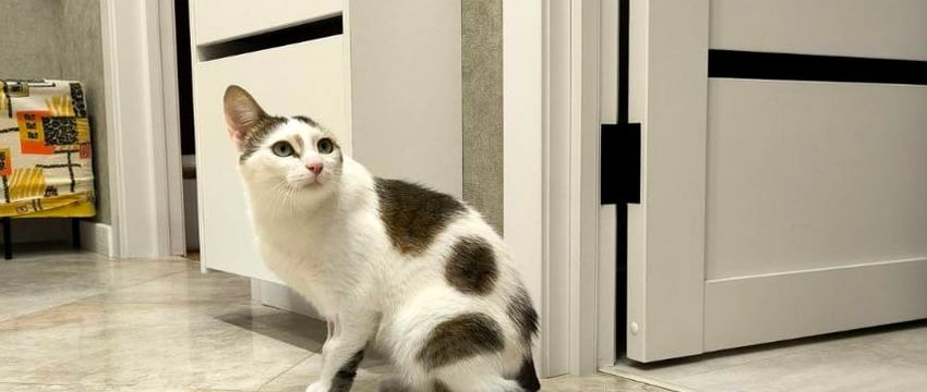 В Гомеле кто-то калечит и убивает котов