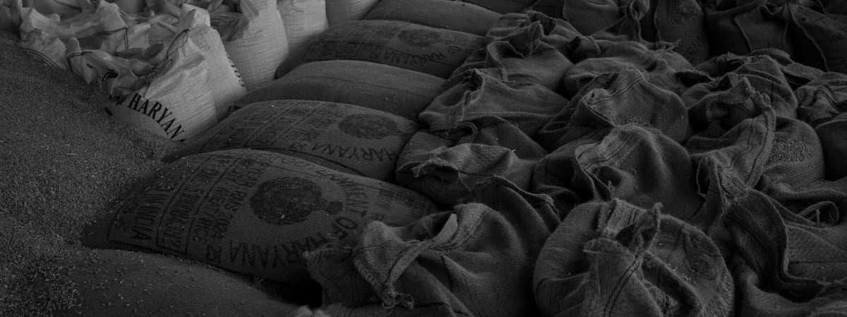 ФАО прогнозирует в 2024 году рекордный сбор зерна в мире