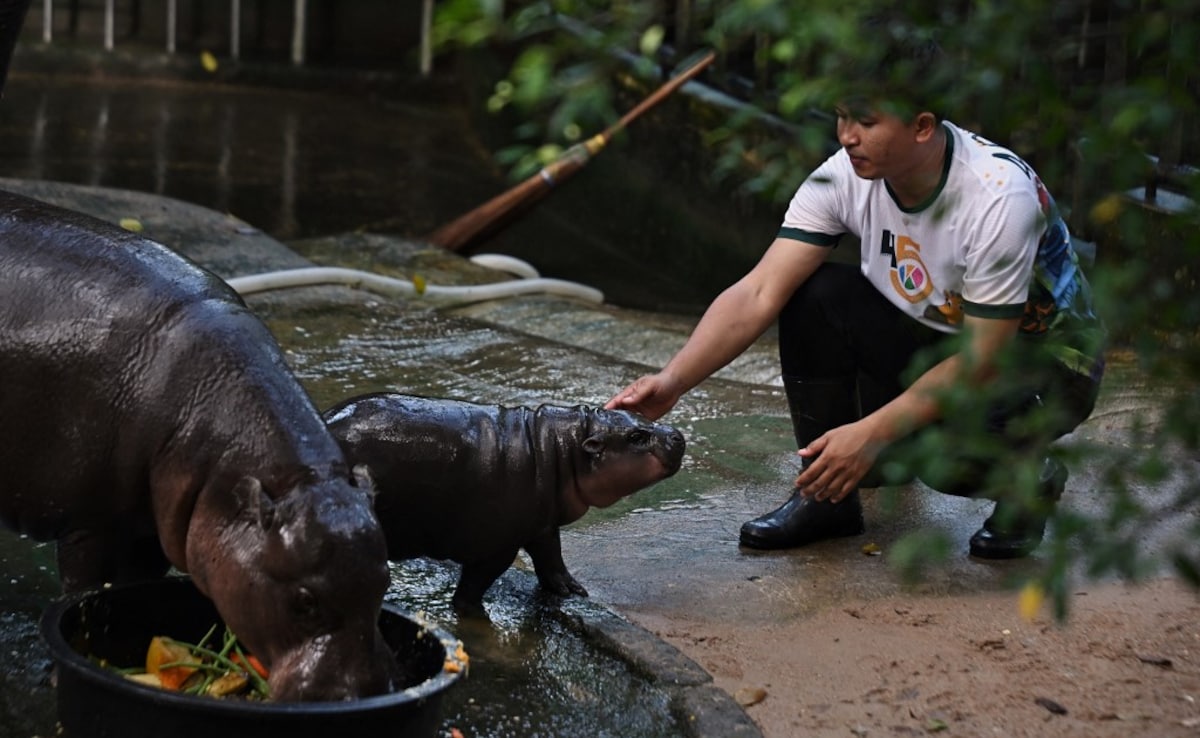 Zookeeper Attapon “Benz” Nundee pets Moo Deng