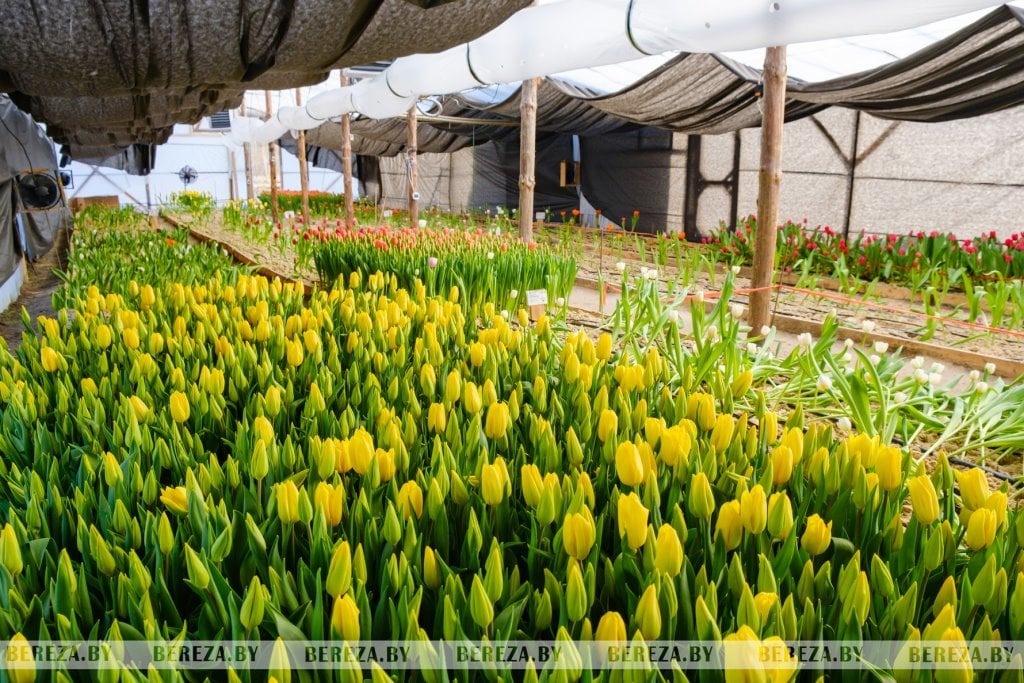 Молодая пара березовчан вырастила 50 тысяч тюльпанов