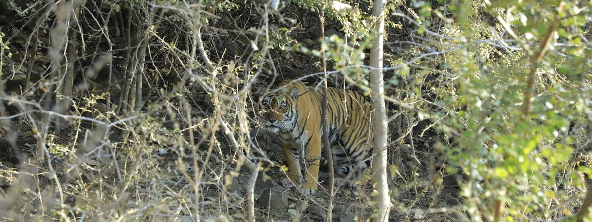 В Минском зоопарке показали нового подопечного — тигра-инвалида из России. Как назвали? — Видео