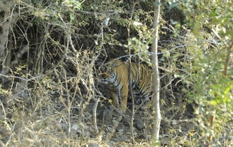 В Минском зоопарке показали нового подопечного — тигра-инвалида из России. Как назвали? — Видео