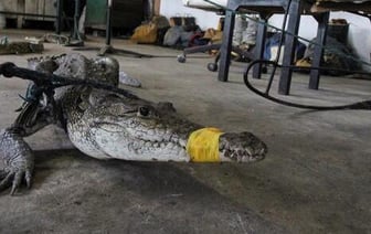 Более 200 крокодилов вышли на улицы городов Мексики