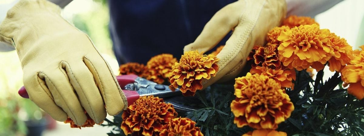 Выбрасываете бархатцы после цветения? Зря. Вот какие 6 культур скажут «спасибо», если закопаете их в грядку — Полезно