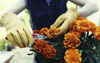 Выбрасываете бархатцы после цветения? Зря. Вот какие 6 культур скажут «спасибо», если закопаете их в грядку — Полезно