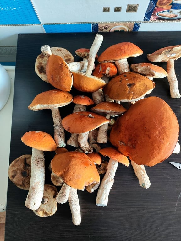 Грибное сумасшествие: белорусы делятся фотографиями лесного урожая