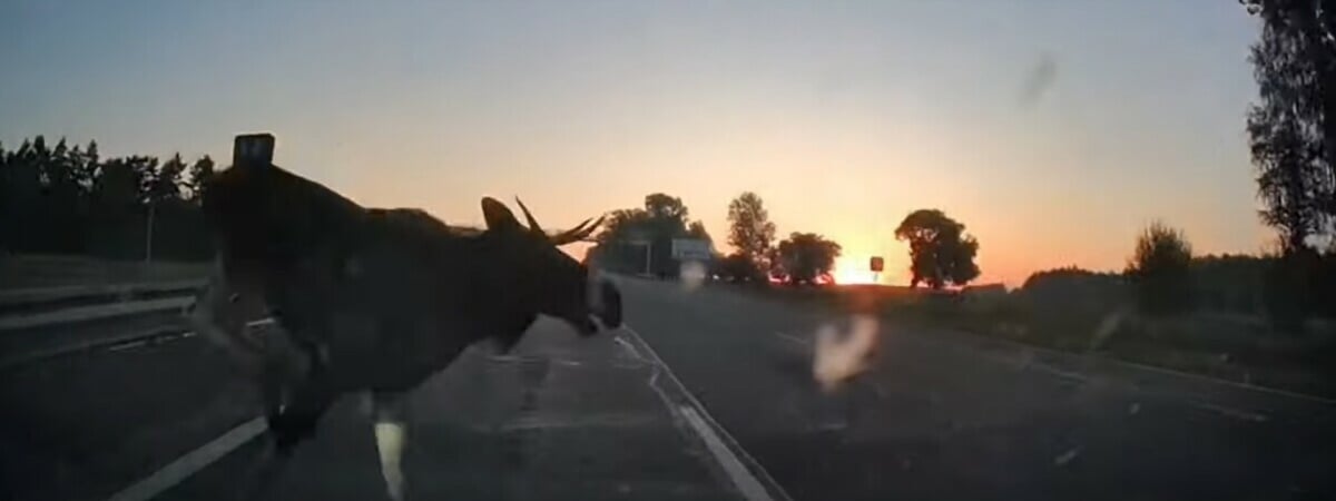 Водитель показал, что стало с его машиной после столкновения с лосем на Минщине — Видео