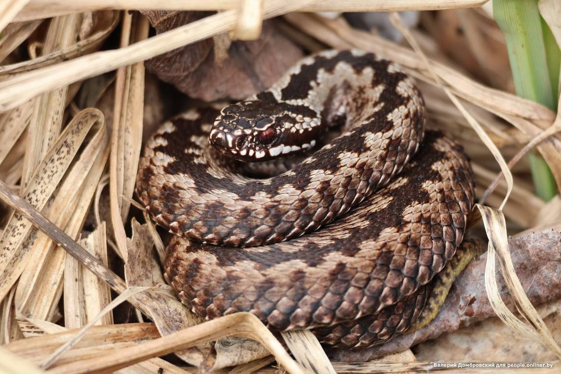 Фото из открытых источников (иллюстративное)