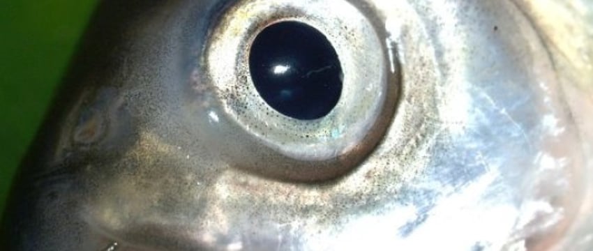 В реке Днепр поймана зараженная рыба