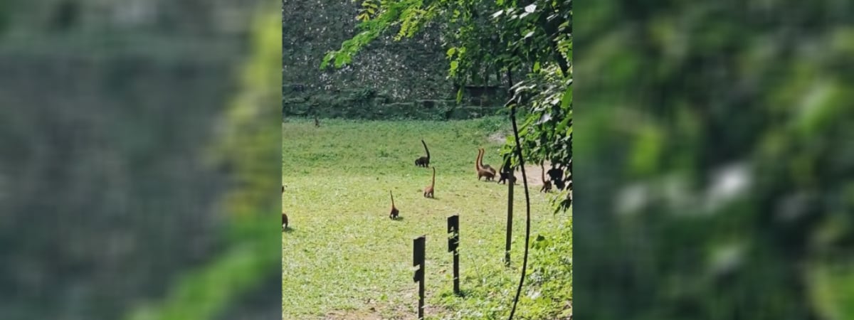 В Tik Tok показали «мини-динозавров» из Гватемалы. Почему «выглядят такими реальными»? — Видео