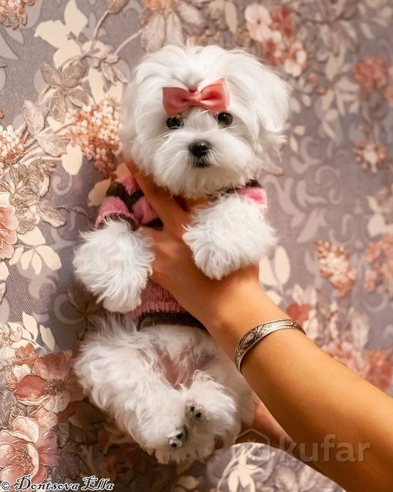 За 5 000 рублей продают щенка в Барановичах. Что за он и почему так дорого