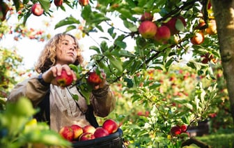 Эти 7 признаков укажут на то, что яблоки точно созрели. Дело совсем не в цвете