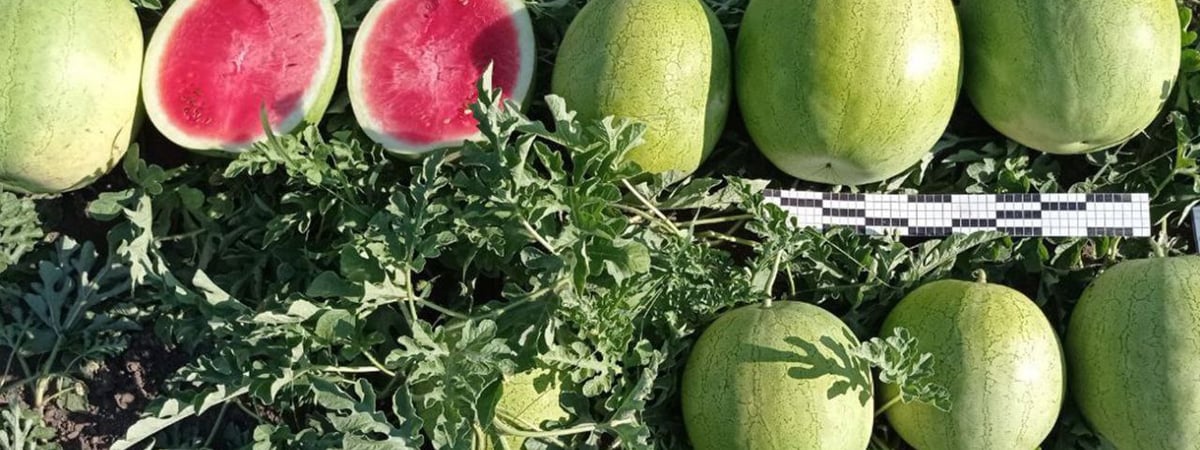 Арбузы бывают разные: желтые, оранжевые, красные…