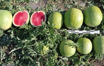 Арбузы бывают разные: желтые, оранжевые, красные…