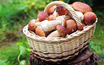 В Гомеле пошли грибы. Нужно ли платить налог с их продажи?