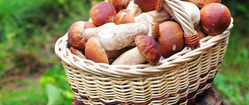 В Гомеле пошли грибы. Нужно ли платить налог с их продажи?