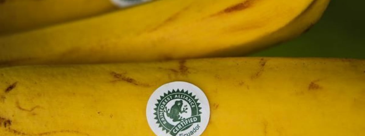 Бананы с «лягушкой» встревожили белорусских покупателей. В чем дело?