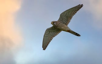 Belavia начала продавать билеты на рейсы из Могилева в Москву. По каким ценам?