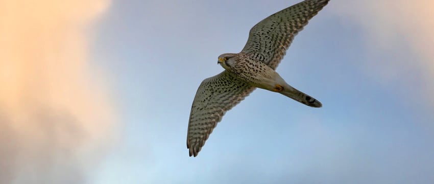 Belavia начала продавать билеты на рейсы из Могилева в Москву. По каким ценам?