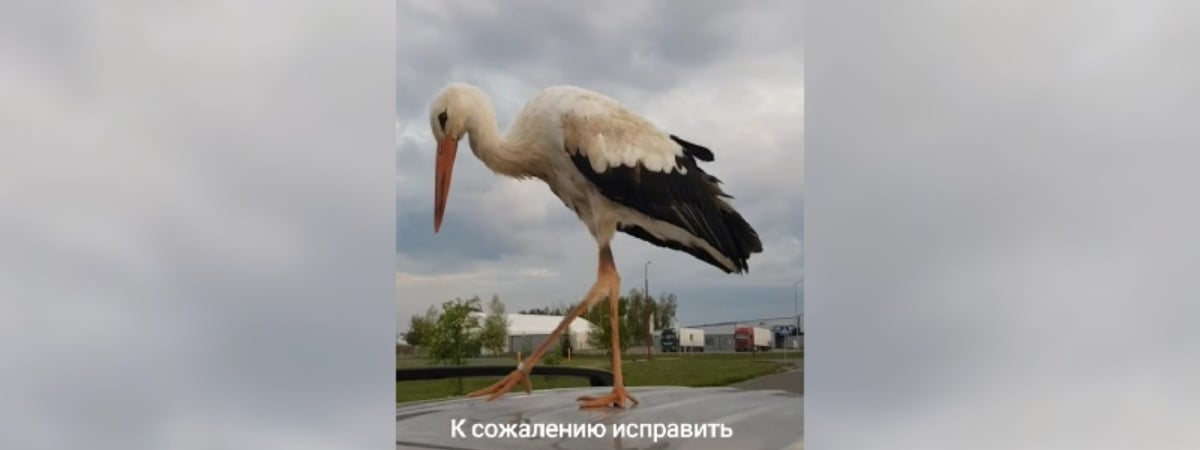 «Яша, тебя ничего не смущает?» — Брестчанин показал в ТикТоке «позор всех аистов». Но белорусы не согласились — Видео