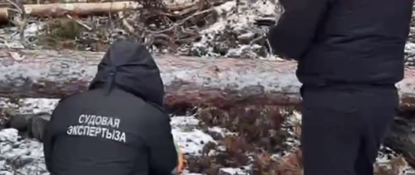 В Беларуси дерево насмерть придавило вальщика леса — подробности трагедии