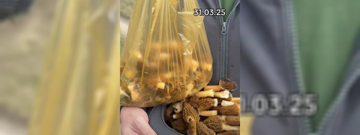 «Не рассчитывали, что столько будет» — Белорусы собрали целую охапку сморчков в конце марта. Где? — Видео