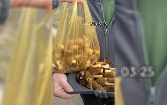 «Не рассчитывали, что столько будет» — Белорусы собрали целую охапку сморчков в конце марта. Где? — Видео