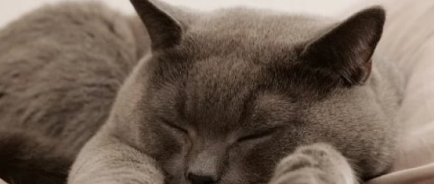 Можно ли спать с домашними животными в одной постели – ученые ответили