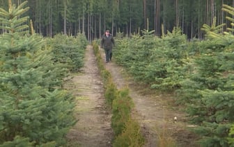 За сутки число районов Беларуси, где ввели ограничения на посещение лесов, выросло в 6 раз — Фото