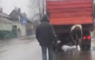 Это надо видеть. В Барановичах средь бела дня грузовик буксировал… корову!