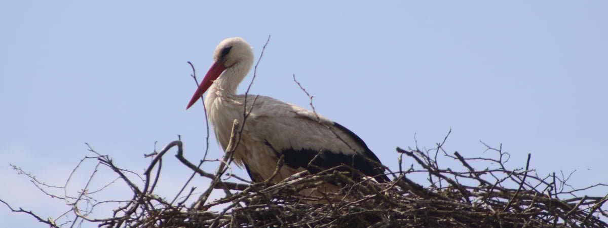 Православные верующие отмечают Благовещение — история, обычаи и приметы погоды