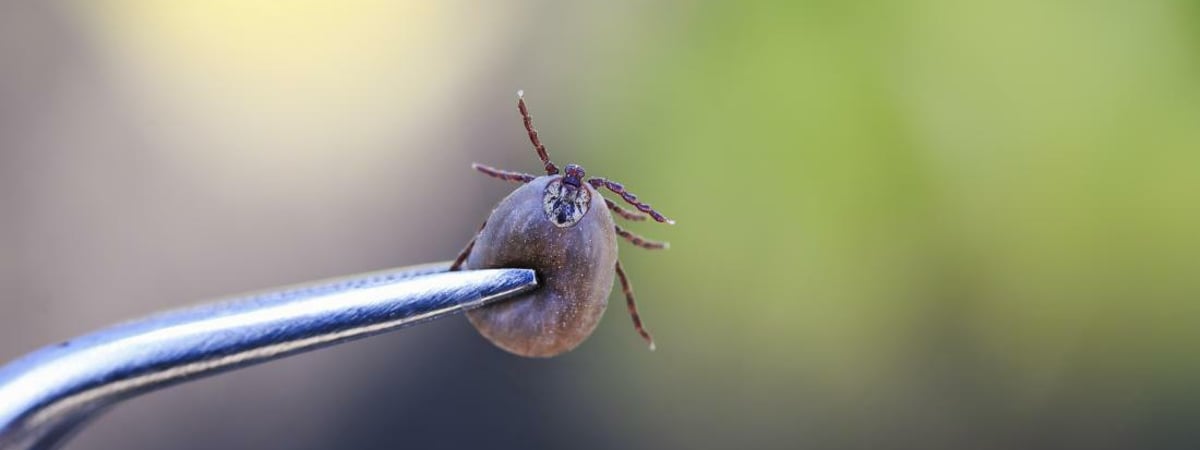 В Беларуси запустили ПЦР-тестирование клещей. Сколько стоит? — Полезно