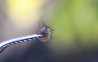 В Беларуси запустили ПЦР-тестирование клещей. Сколько стоит? — Полезно