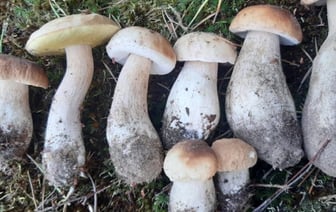 Белкоопсоюз рассказал о закупочных ценах на ягоды и грибы