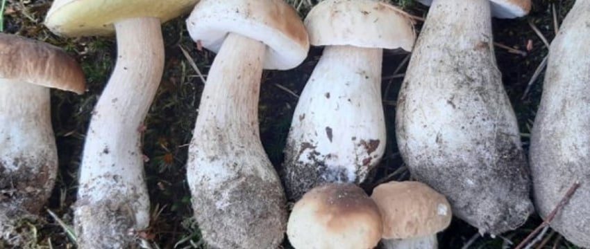 Белкоопсоюз рассказал о закупочных ценах на ягоды и грибы