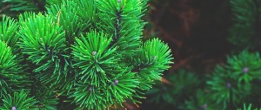 В Лунинце украли ёлку