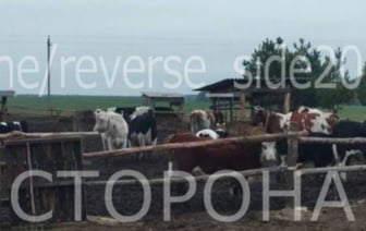 Четырех коров украли с фермы в Брестской области