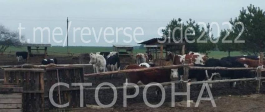 Четырех коров украли с фермы в Брестской области