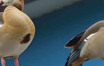 В Беларуси заметили очень редкую птицу. Но это не повод для радости