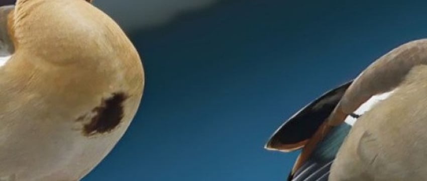 В Беларуси заметили очень редкую птицу. Но это не повод для радости