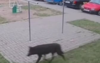 Волк или собака: кто перепугал жителей Витебска