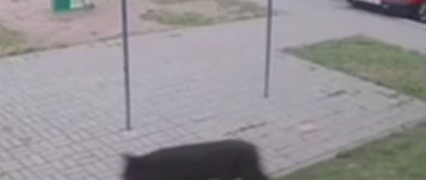 Волк или собака: кто перепугал жителей Витебска