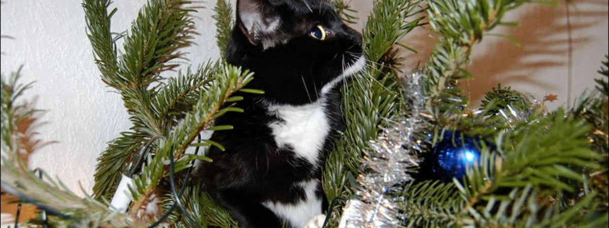 Когда и как убирать новогоднюю ёлку? Эксперты назвали крайний срок — Полезно