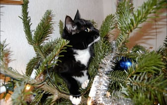 Когда и как убирать новогоднюю ёлку? Эксперты назвали крайний срок — Полезно