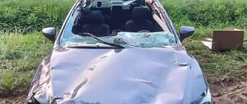 Белорусы, пострадавшие в ДТП с животными, смогут получать страховку