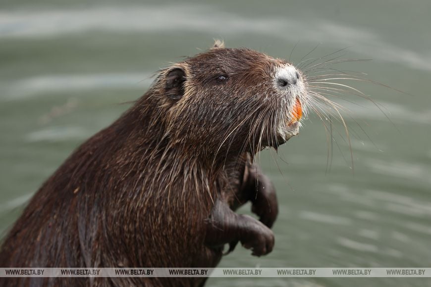 Многодетные супруги наладили деревенский быт и приручили нутрий. Репортаж из Брестской области