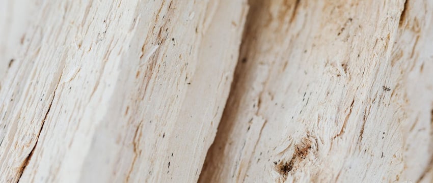 Под угрозой исчезновения. Минприроды призывает сберечь первоцветы