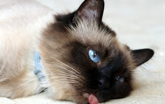 Большие выходные в Беларуси: когда придется отрабатывать пятницу, и кому это не нужно делать